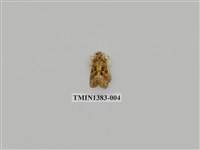 藏品(夜蛾科)的圖片